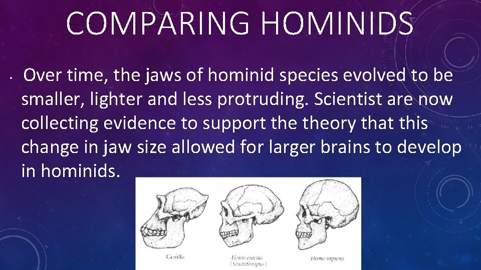 COMPARING HOMINIDS Over time, the jaws of hominid species evolved to be smaller, lighter