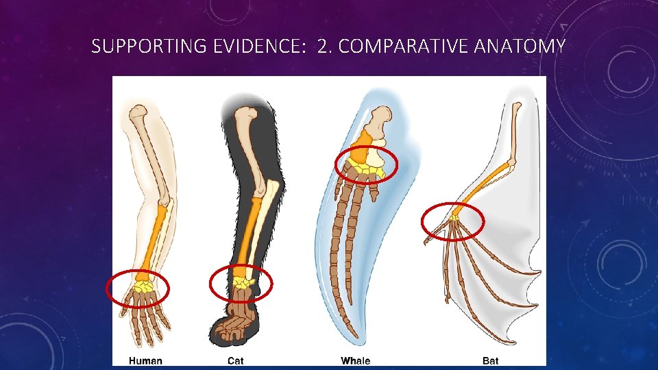 SUPPORTING EVIDENCE: 2. COMPARATIVE ANATOMY 