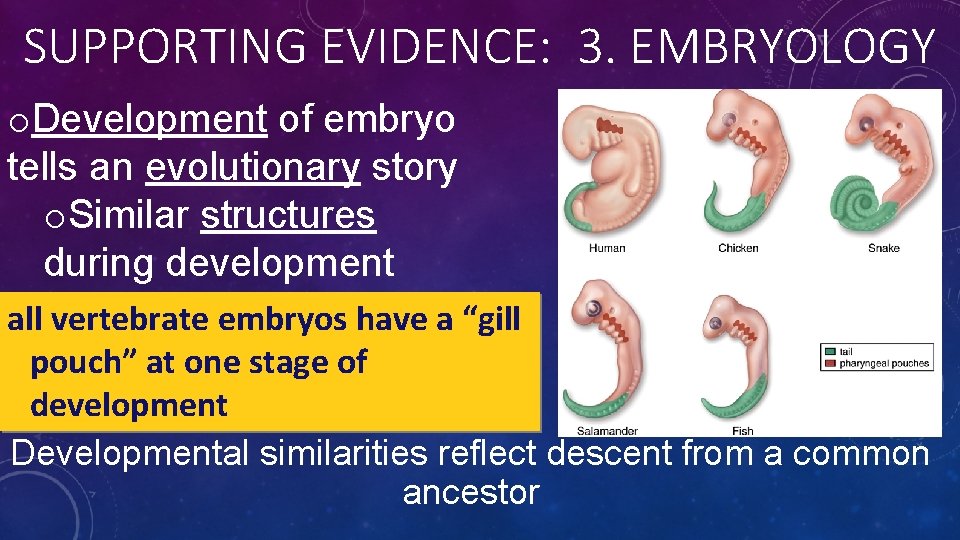 SUPPORTING EVIDENCE: 3. EMBRYOLOGY o. Development of embryo tells an evolutionary story o. Similar