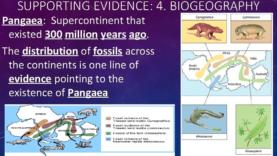 SUPPORTING EVIDENCE: 4. BIOGEOGRAPHY Pangaea: Supercontinent that existed 300 million years ago. The distribution