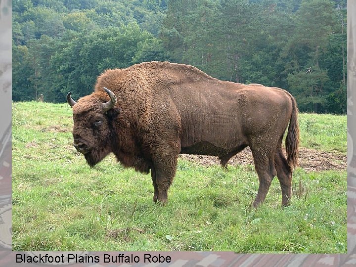 Blackfoot Plains Buffalo Robe 