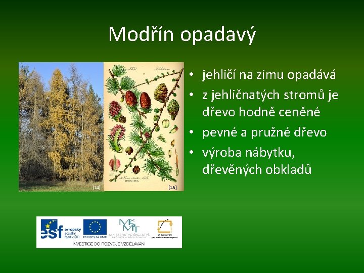 Modřín opadavý • jehličí na zimu opadává • z jehličnatých stromů je dřevo hodně