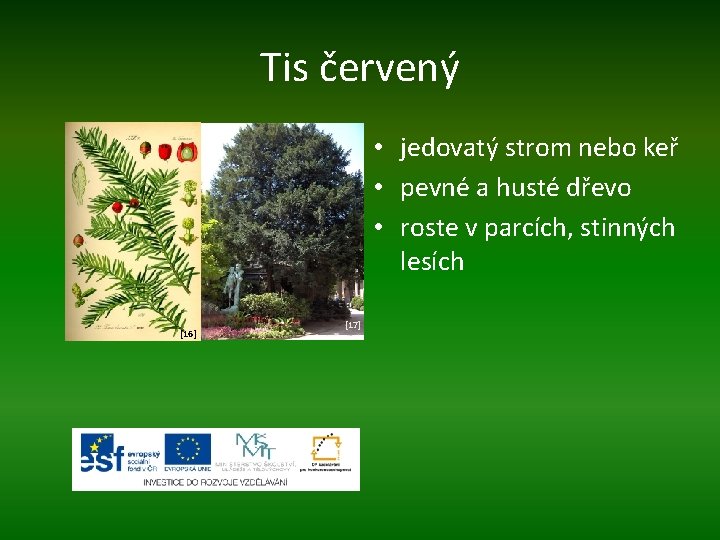 Tis červený • jedovatý strom nebo keř • pevné a husté dřevo • roste