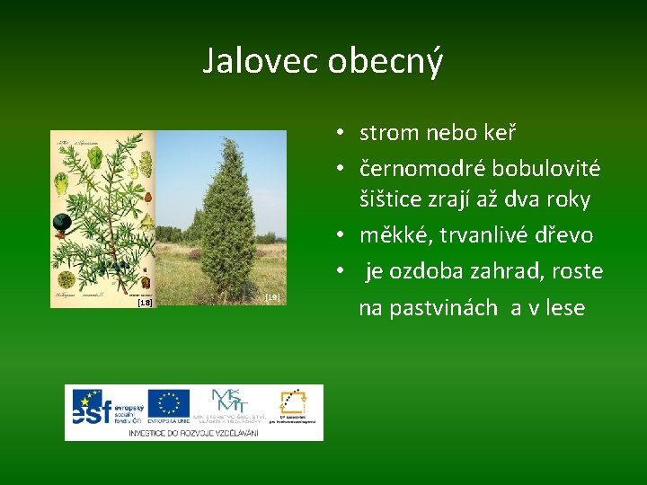 Jalovec obecný [18] [19] • strom nebo keř • černomodré bobulovité šištice zrají až