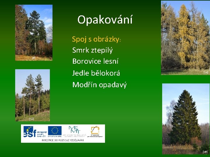 Opakování Spoj s obrázky: [8] Smrk ztepilý Borovice lesní Jedle bělokorá Modřín opadavý [14]