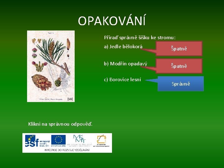 OPAKOVÁNÍ Přiraď správně šišku ke stromu: a) Jedle bělokorá Špatně b) Modřín opadavý Špatně