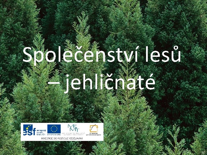 Společenství lesů – jehličnaté [1] 