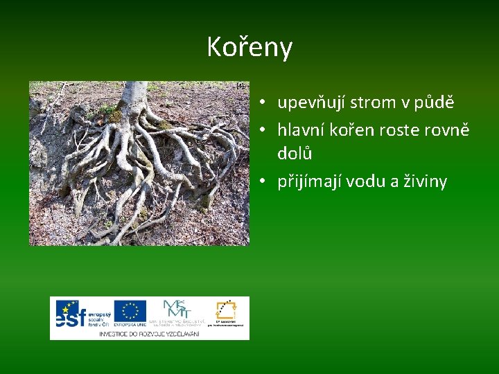 Kořeny [4] • upevňují strom v půdě • hlavní kořen roste rovně dolů •