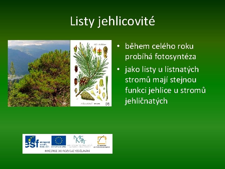 Listy jehlicovité [6] [7] • během celého roku probíhá fotosyntéza • jako listy u