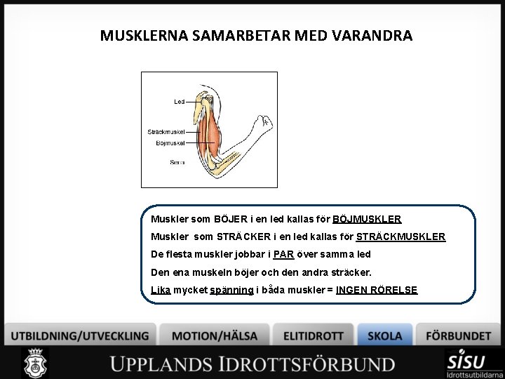 MUSKLERNA SAMARBETAR MED VARANDRA Muskler som BÖJER i en led kallas för BÖJMUSKLER Muskler