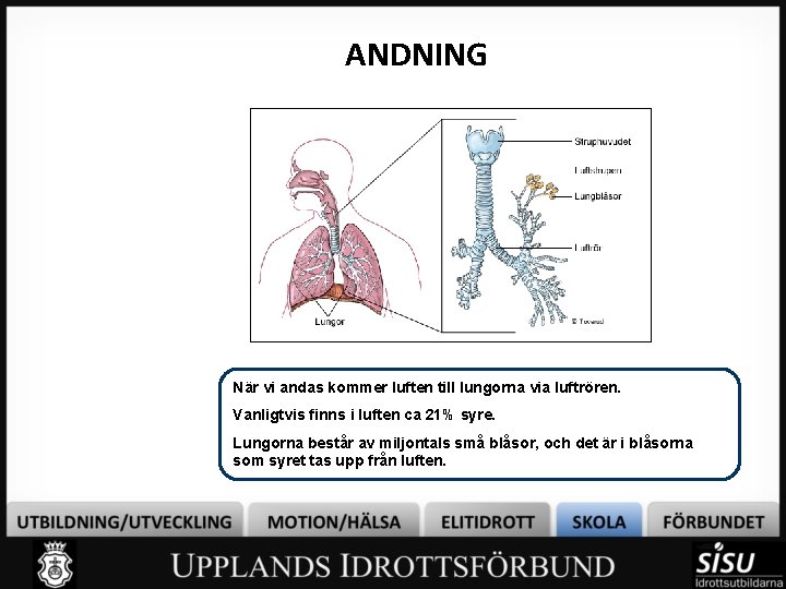 ANDNING När vi andas kommer luften till lungorna via luftrören. Vanligtvis finns i luften