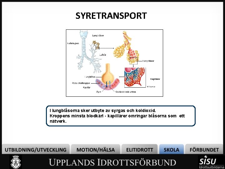 SYRETRANSPORT I lungblåsorna sker utbyte av syrgas och koldioxid. Kroppens minsta blodkärl - kapillärer