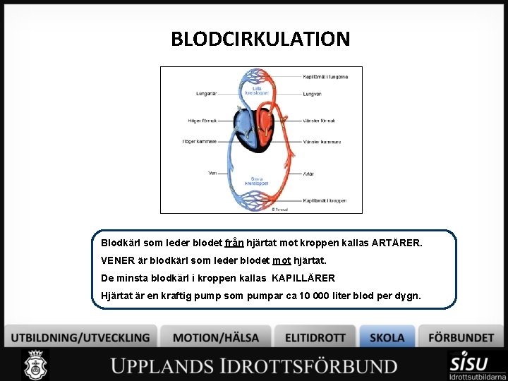 BLODCIRKULATION Blodkärl som leder blodet från hjärtat mot kroppen kallas ARTÄRER. VENER är blodkärl