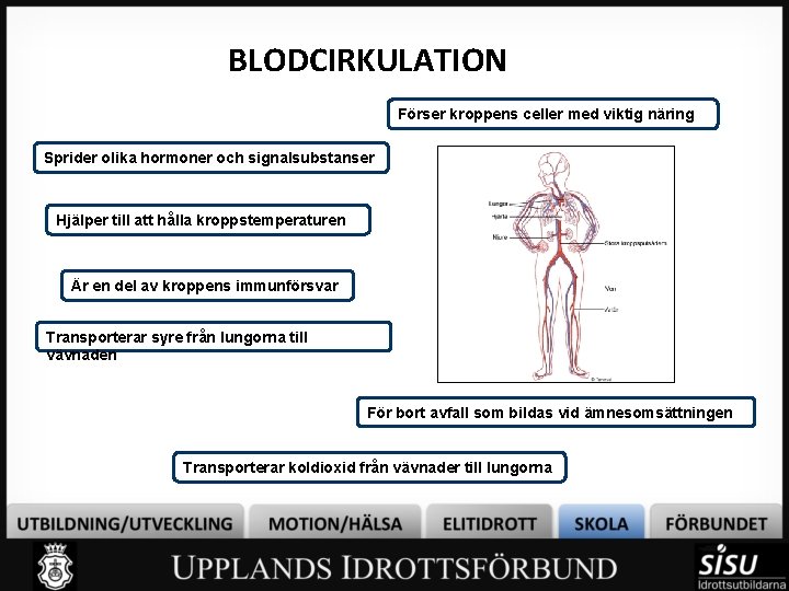 BLODCIRKULATION Förser kroppens celler med viktig näring Sprider olika hormoner och signalsubstanser Hjälper till