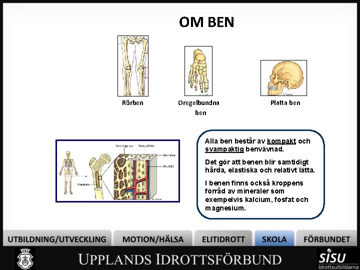 OM BEN Rörben Oregelbundna ben Platta ben Alla ben består av kompakt och svampaktig