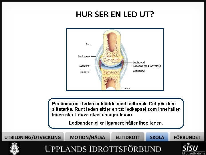 HUR SER EN LED UT? Benändarna i leden är klädda med ledbrosk. Det gör