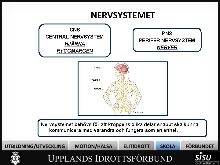 NERVSYSTEMET CNS CENTRAL NERVSYSTEM HJÄRNA RYGGMÄRGEN PNS PERIFER NERVSYSTEM NERVER Nervsystemet behövs för att