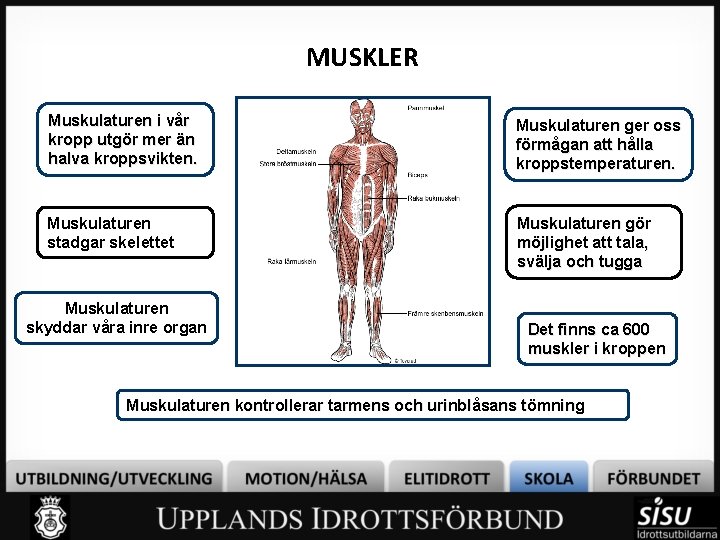 MUSKLER Muskulaturen i vår kropp utgör mer än halva kroppsvikten. Muskulaturen ger oss förmågan