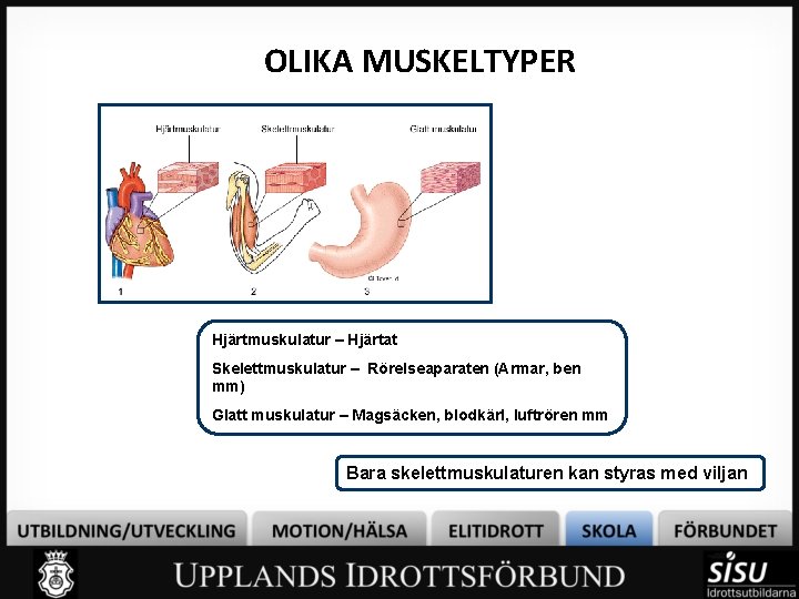 OLIKA MUSKELTYPER Hjärtmuskulatur – Hjärtat Skelettmuskulatur – Rörelseaparaten (Armar, ben mm) Glatt muskulatur –