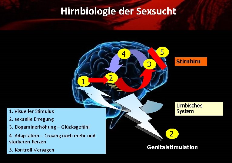 Hirnbiologie der Sexsucht 5 4 Stirnhirn 3 1 1. Visueller Stimulus 2. sexuelle Erregung