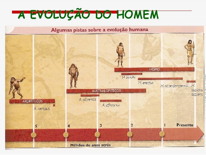 A EVOLUÇÃO DO HOMEM 