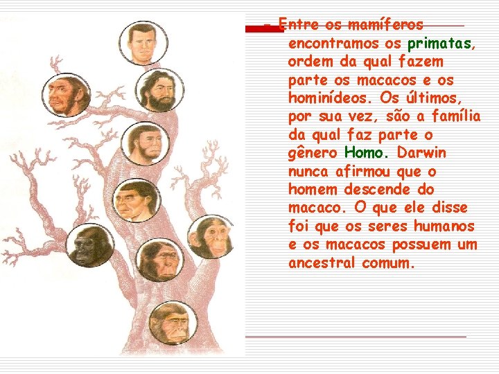 - Entre os mamíferos encontramos os primatas, ordem da qual fazem parte os macacos