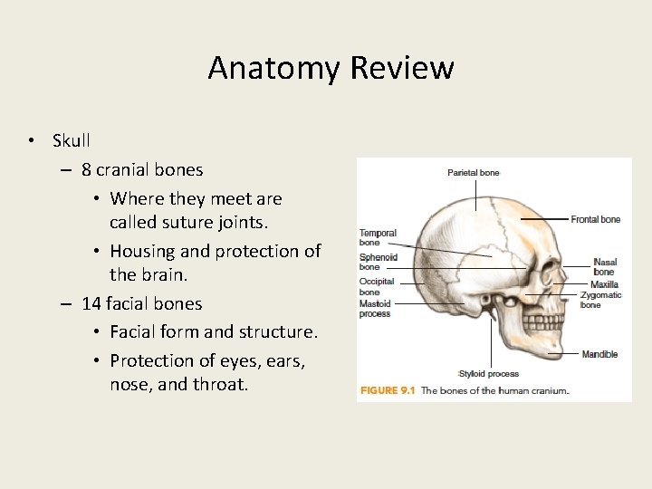 Anatomy Review • Skull – 8 cranial bones • Where they meet are called