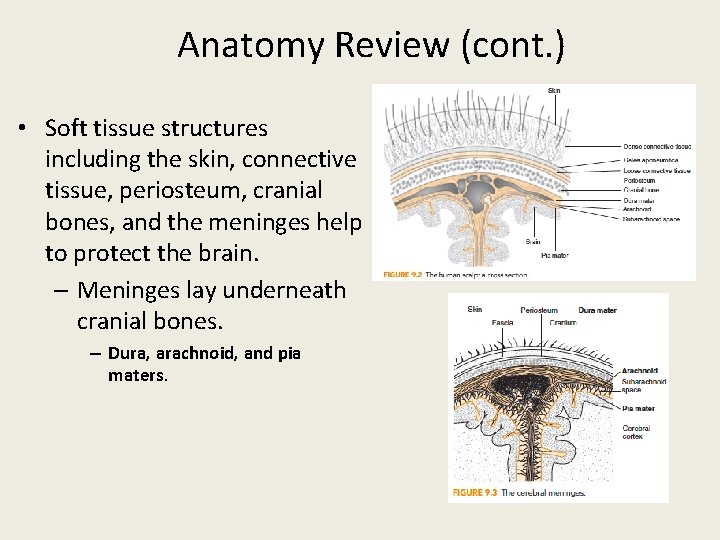 Anatomy Review (cont. ) • Soft tissue structures including the skin, connective tissue, periosteum,