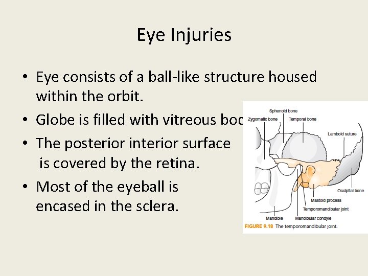 Eye Injuries • Eye consists of a ball-like structure housed within the orbit. •