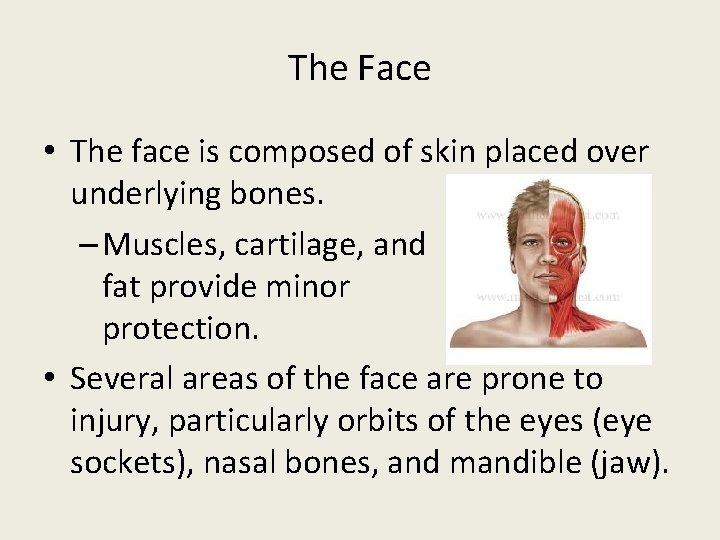 The Face • The face is composed of skin placed over underlying bones. –