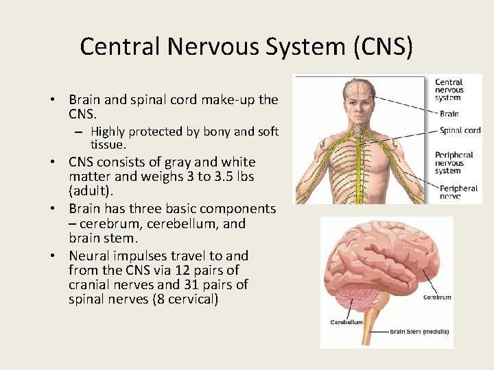 Central Nervous System (CNS) • Brain and spinal cord make-up the CNS. – Highly