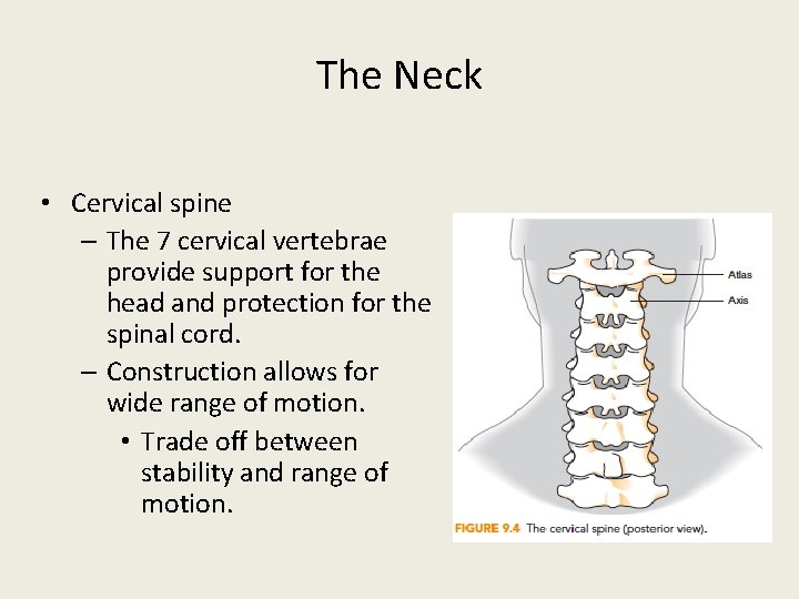 The Neck • Cervical spine – The 7 cervical vertebrae provide support for the