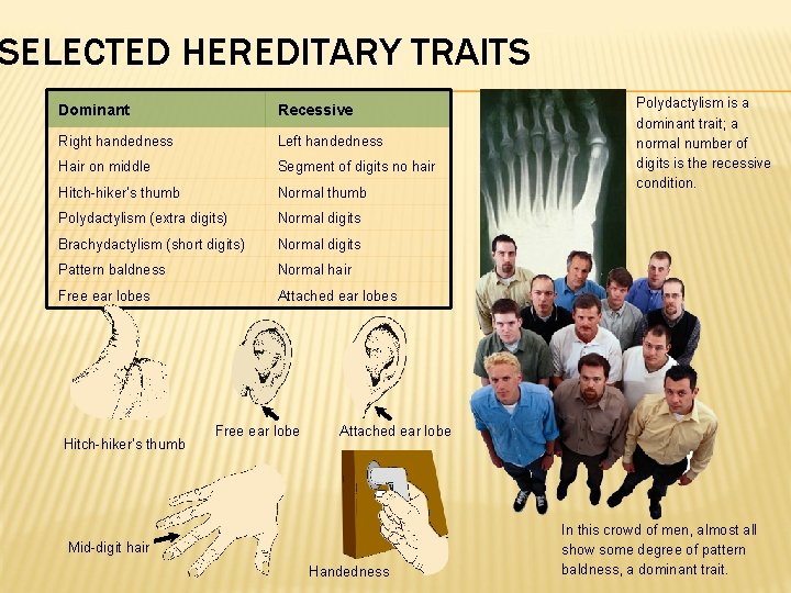 SELECTED HEREDITARY TRAITS Dominant Recessive Right handedness Left handedness Hair on middle Segment of