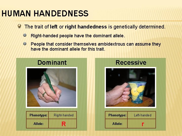 HUMAN HANDEDNESS The trait of left or right handedness is genetically determined. Right-handed people