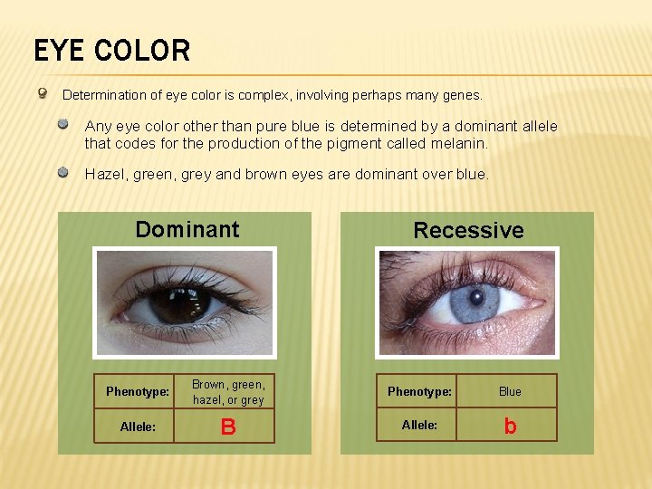 EYE COLOR Determination of eye color is complex, involving perhaps many genes. Any eye