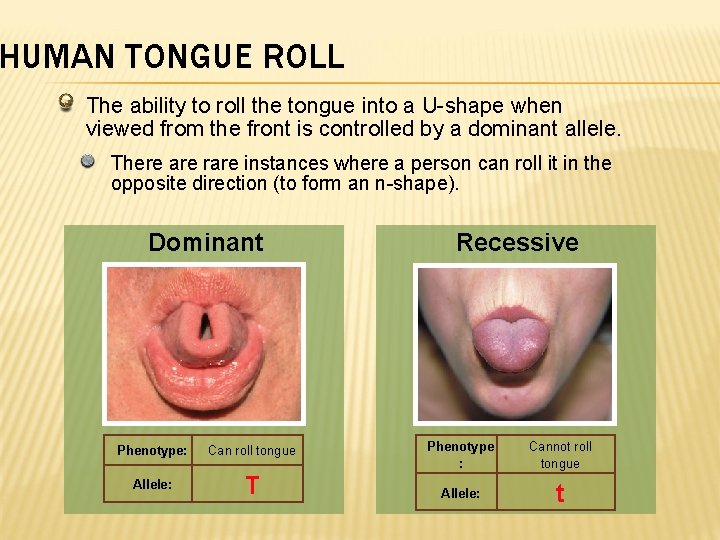 HUMAN TONGUE ROLL The ability to roll the tongue into a U-shape when viewed