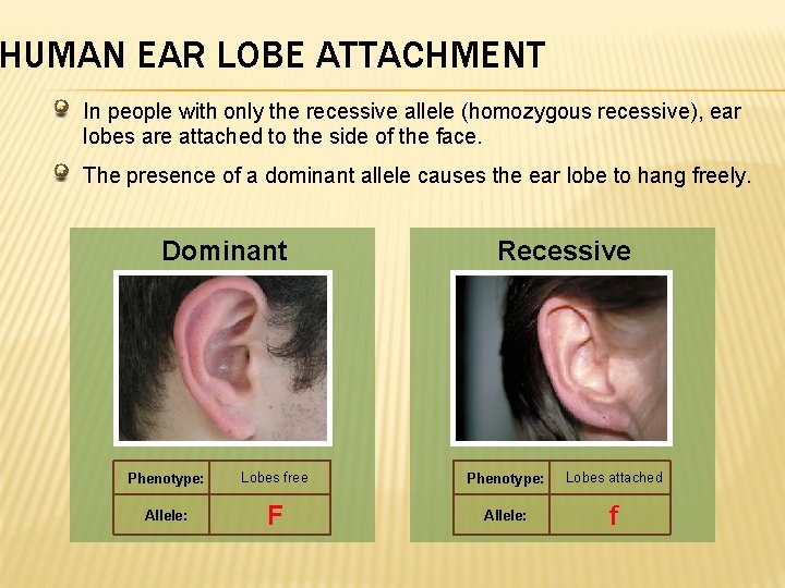 HUMAN EAR LOBE ATTACHMENT In people with only the recessive allele (homozygous recessive), ear