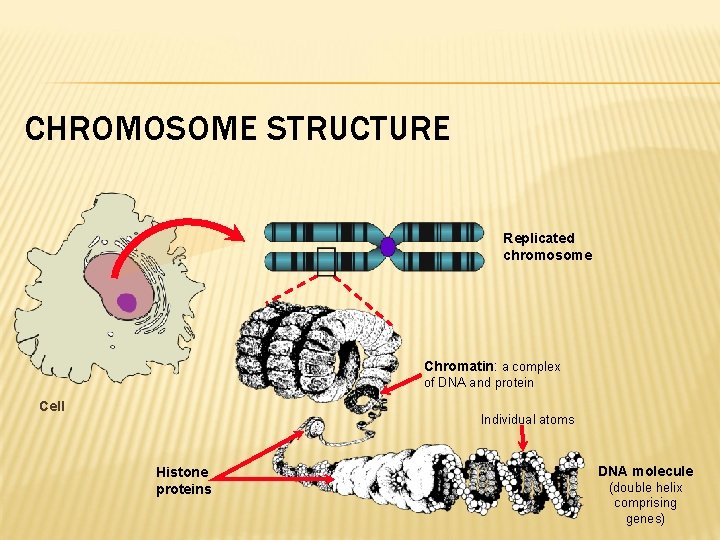 CHROMOSOME STRUCTURE Replicated chromosome Chromatin: a complex of DNA and protein Cell Individual atoms