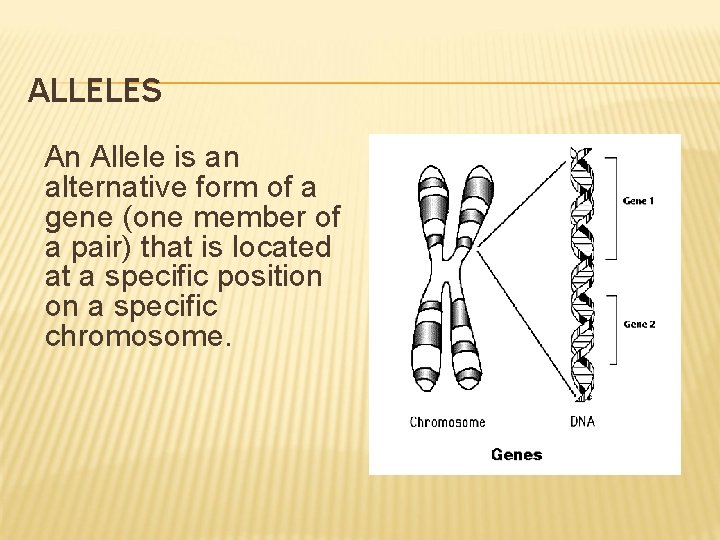 ALLELES An Allele is an alternative form of a gene (one member of a