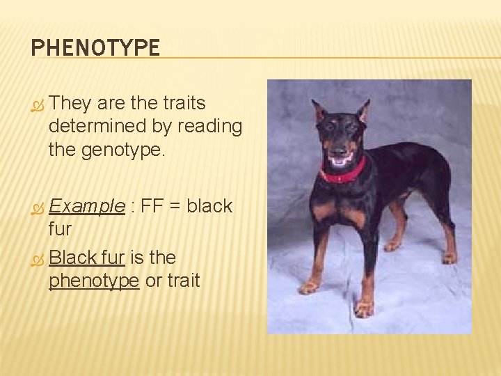 PHENOTYPE They are the traits determined by reading the genotype. Example : FF =