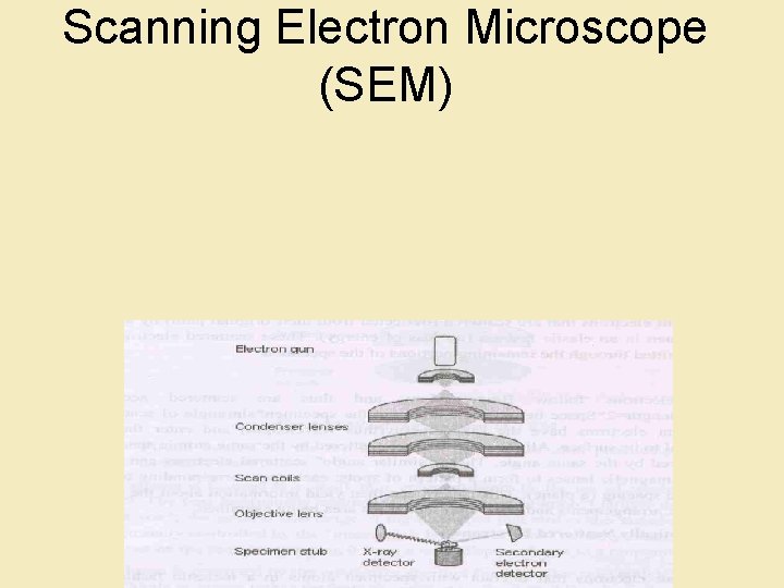 Scanning Electron Microscope (SEM) 