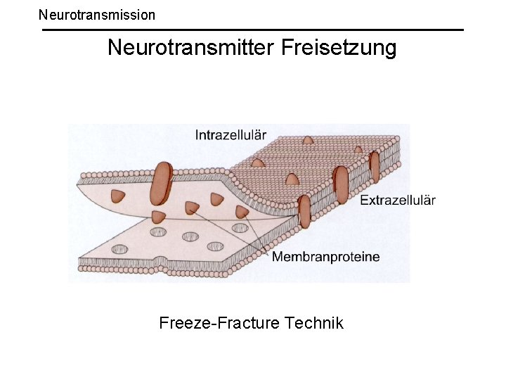 Neurotransmission Neurotransmitter Freisetzung Freeze-Fracture Technik 