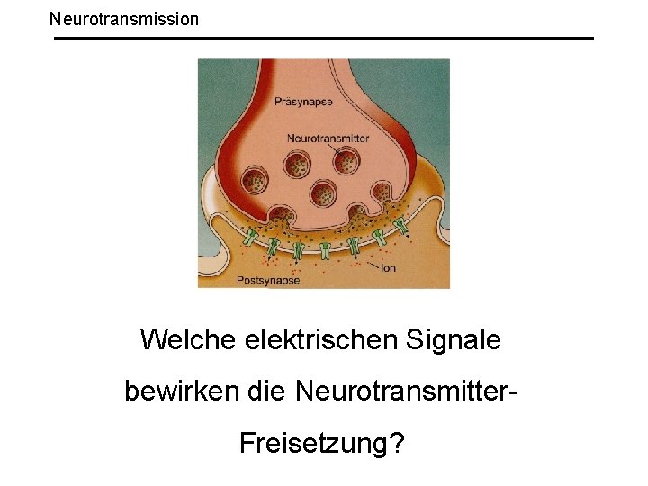 Neurotransmission Welche elektrischen Signale bewirken die Neurotransmitter. Freisetzung? 