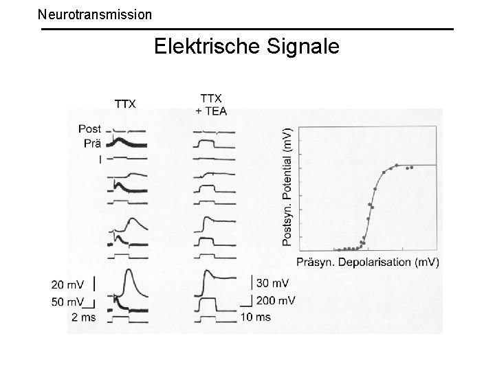 Neurotransmission Elektrische Signale 