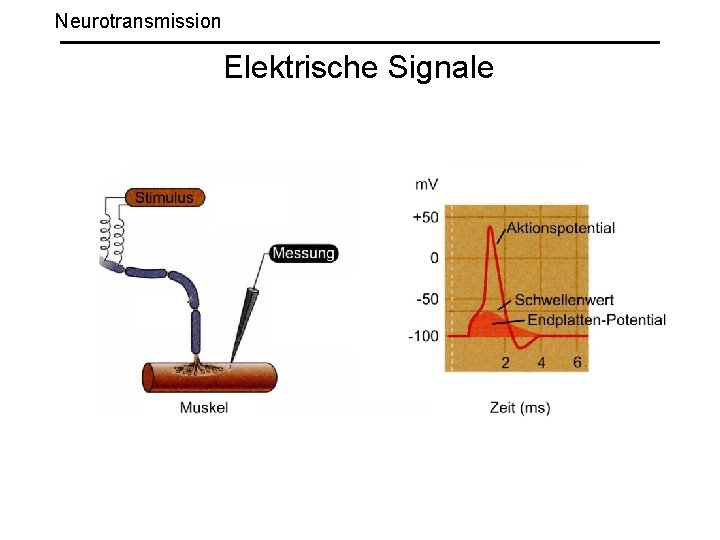 Neurotransmission Elektrische Signale 