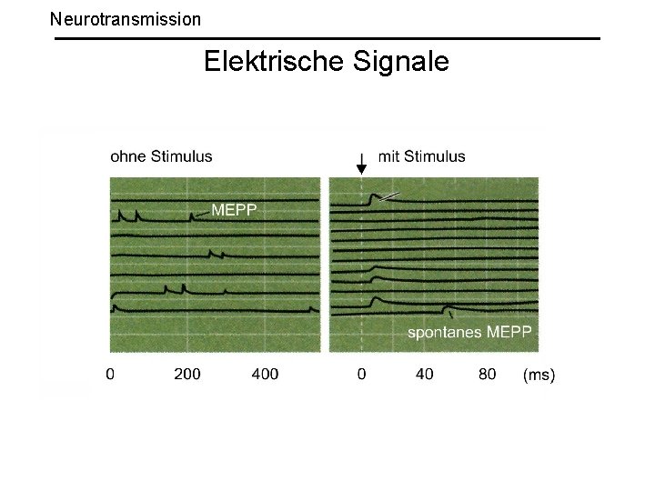 Neurotransmission Elektrische Signale 