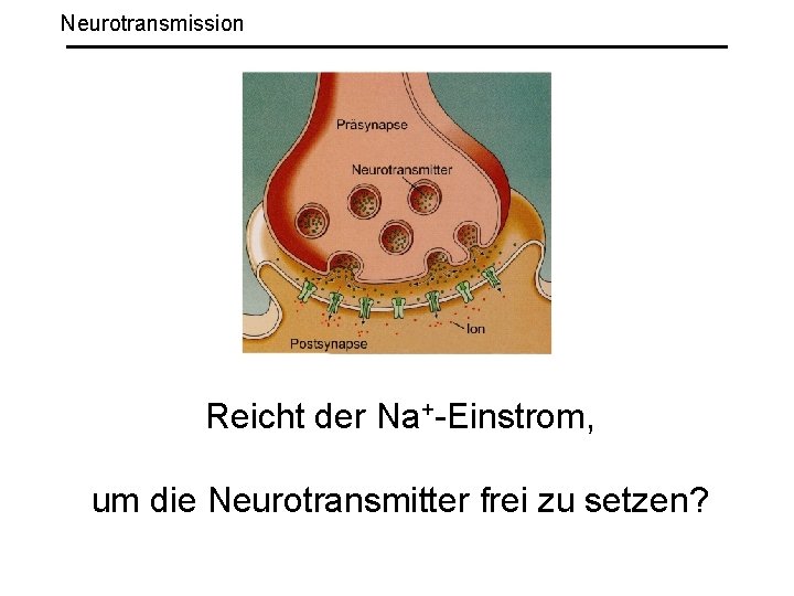 Neurotransmission Reicht der Na+-Einstrom, um die Neurotransmitter frei zu setzen? 