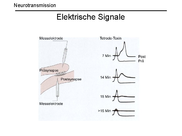 Neurotransmission Elektrische Signale 