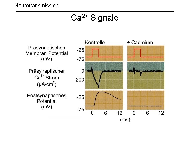 Neurotransmission Ca 2+ Signale 