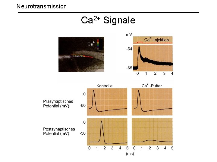 Neurotransmission Ca 2+ Signale 